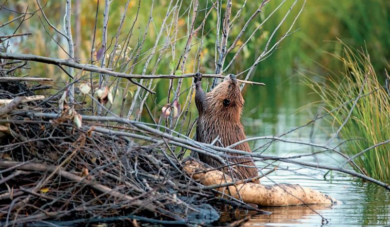 Beaver