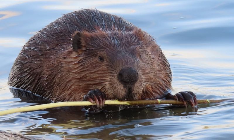 Beavers