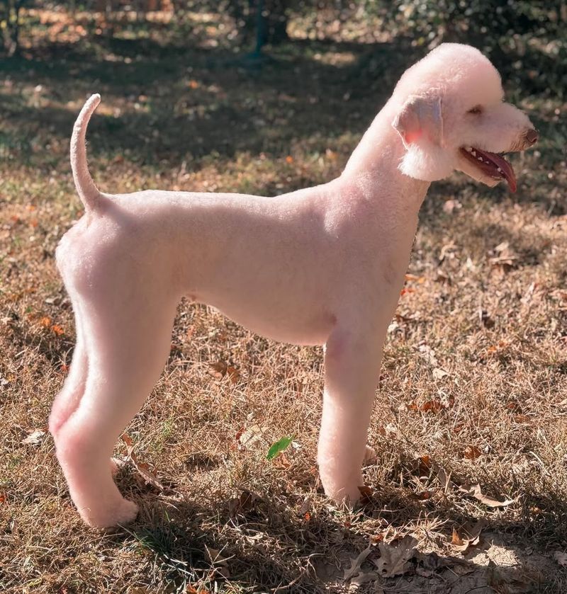 Bedlington Terrier