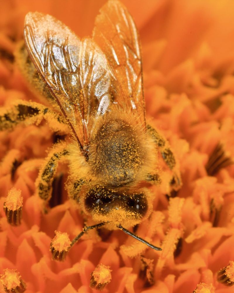 Bee