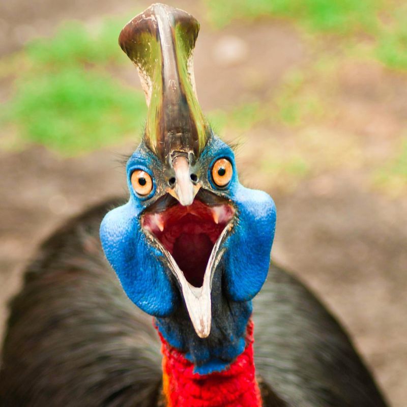 Behavioral Patterns: Why Cassowaries Can Be Dangerous