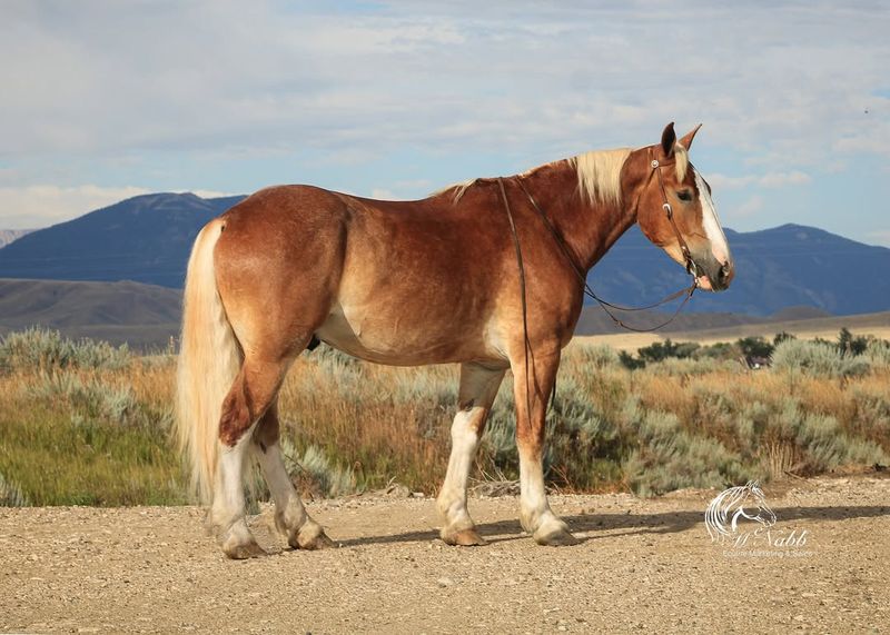 Belgian Draft Horse