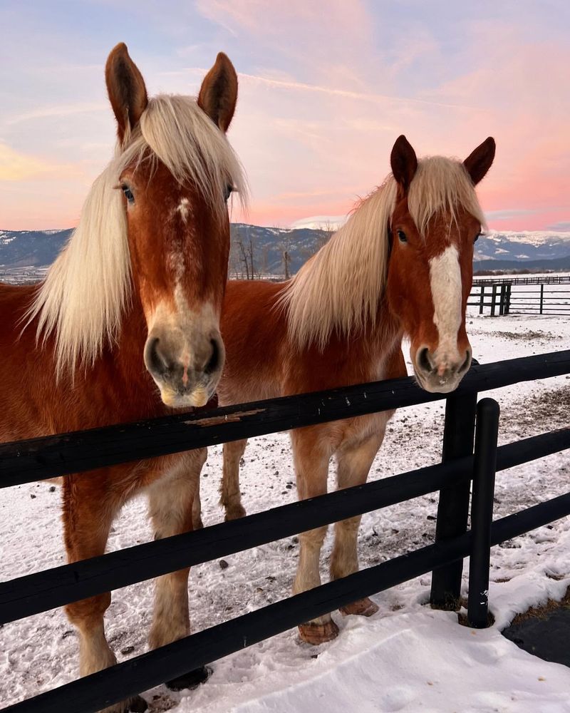 Belgian Draft Horse