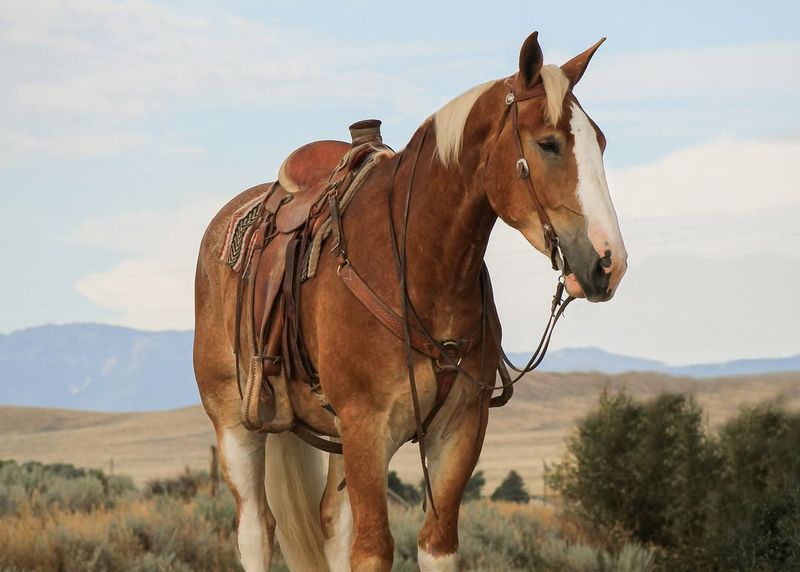 Belgian Draft Horse