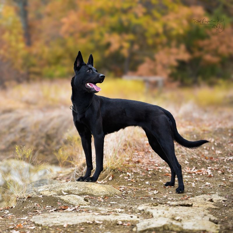 Belgian Malinois