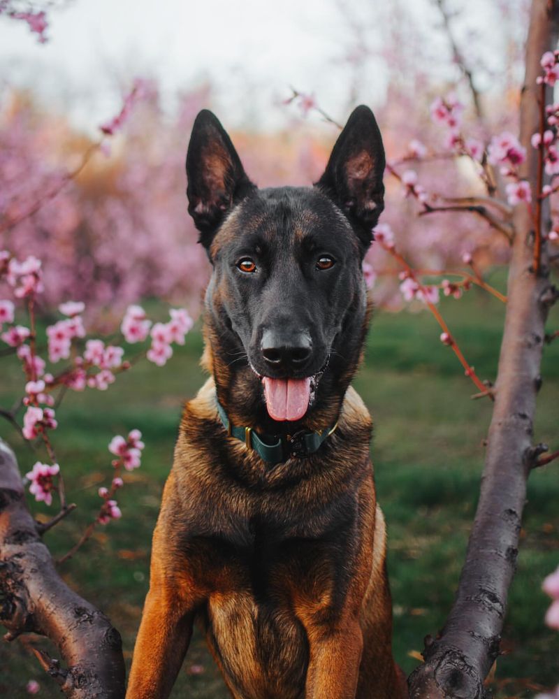 Belgian Malinois