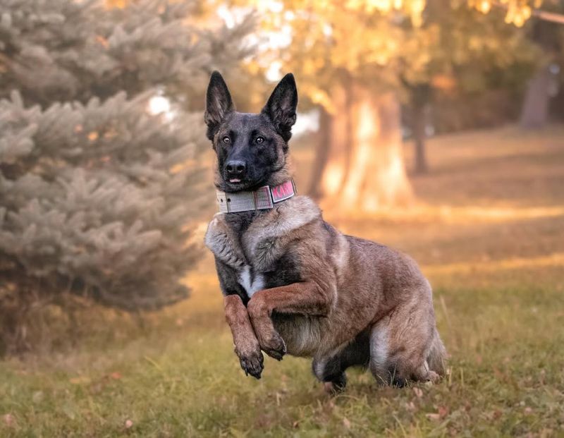 Belgian Malinois