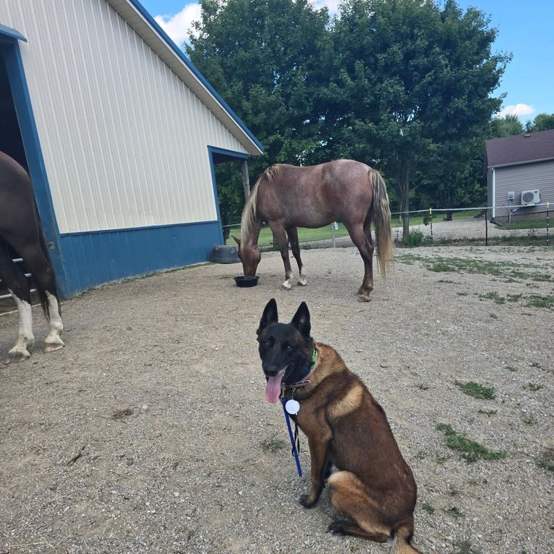 Belgian Malinois