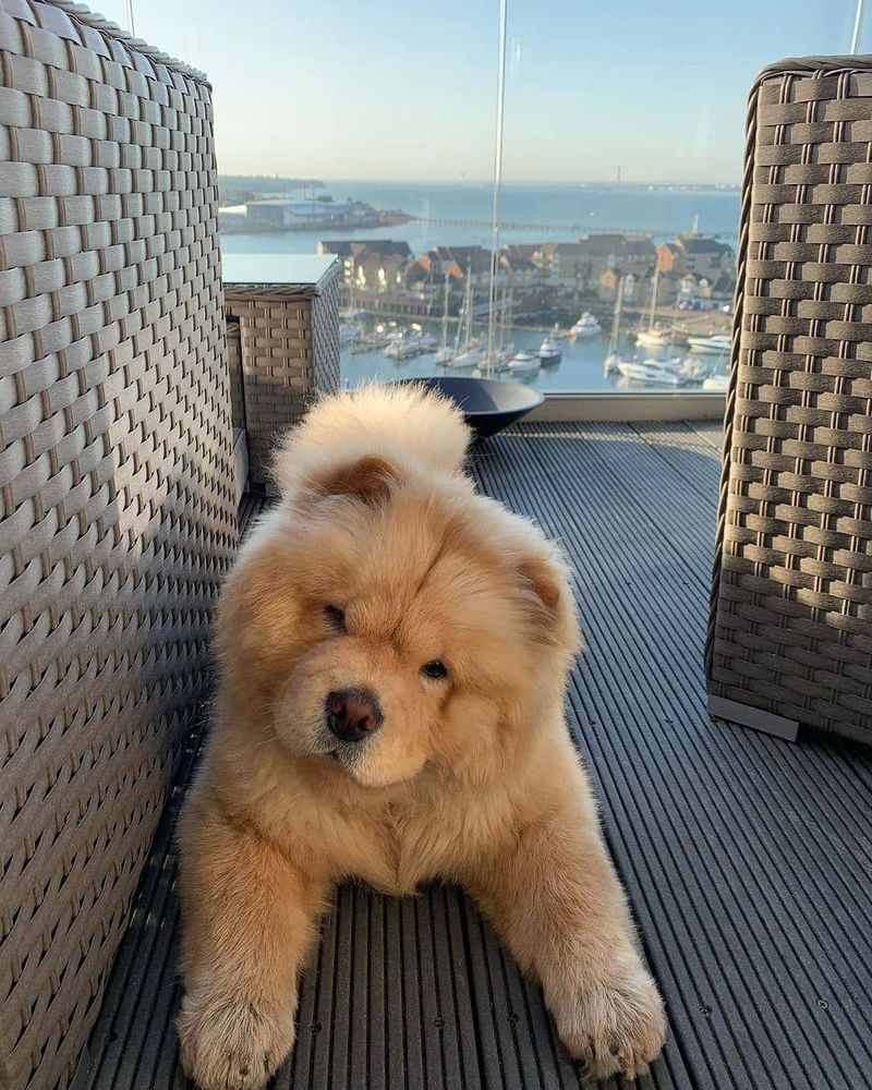 Chow Chow