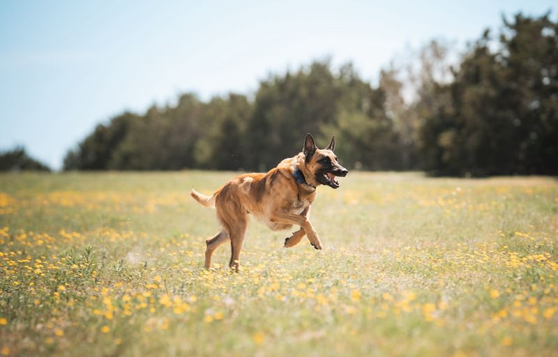 Belgian Malinois