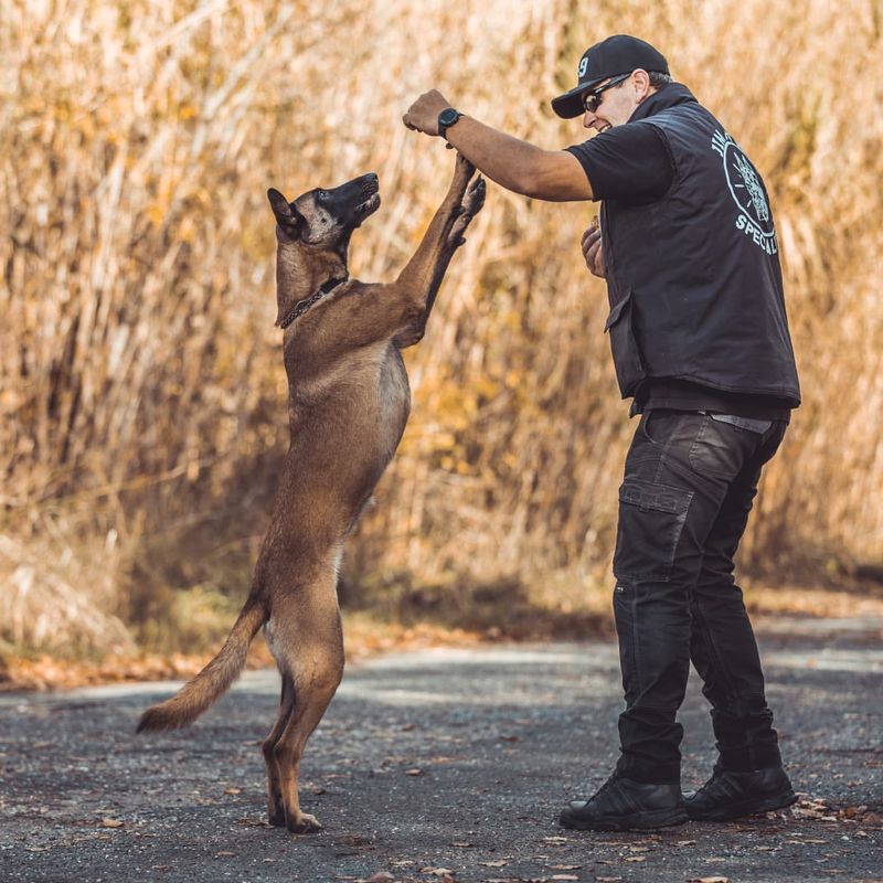 Belgian Malinois