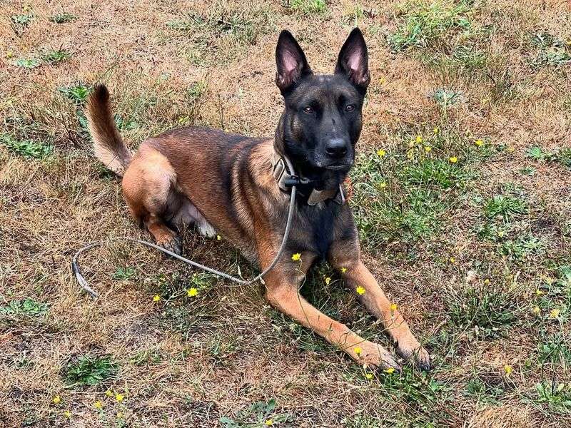 Belgian Malinois