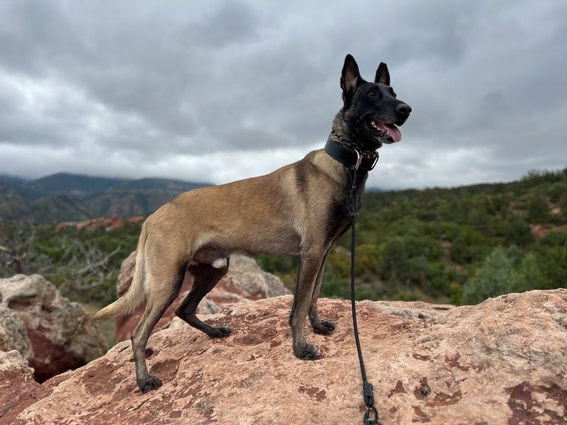 Belgian Malinois