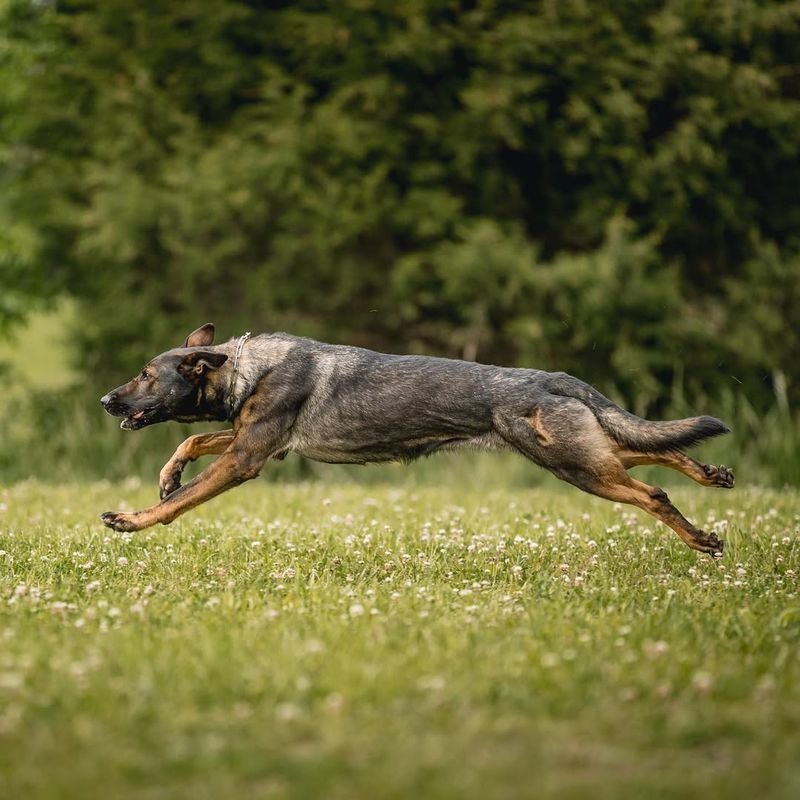 Belgian Malinois