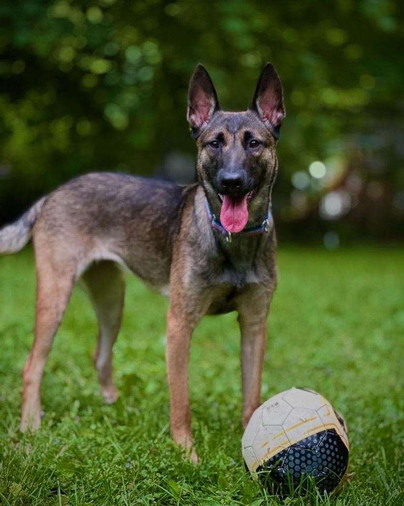 Belgian Malinois