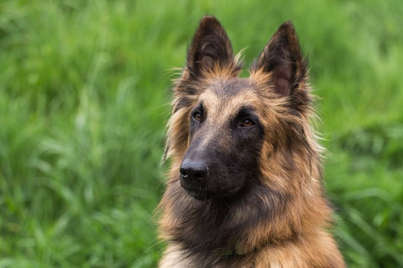 Belgian Tervuren