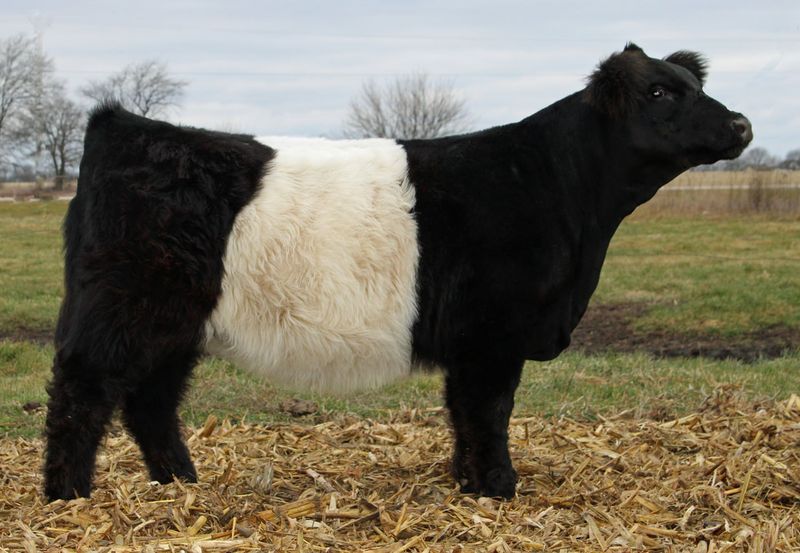 Belted Galloway