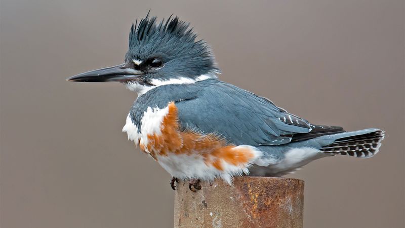 Belted Kingfisher in Indiana