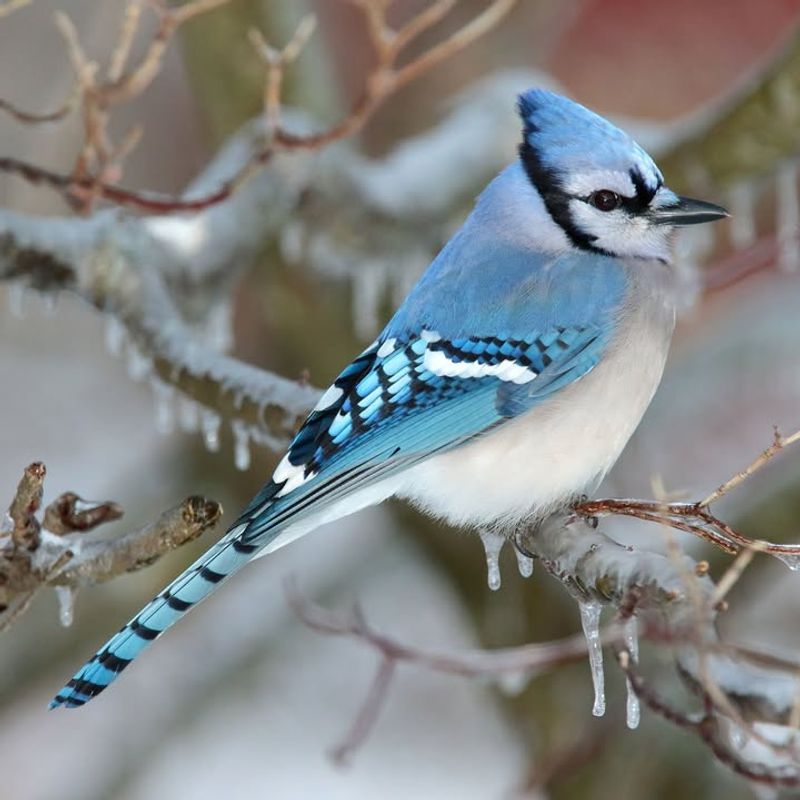 Blue Jay