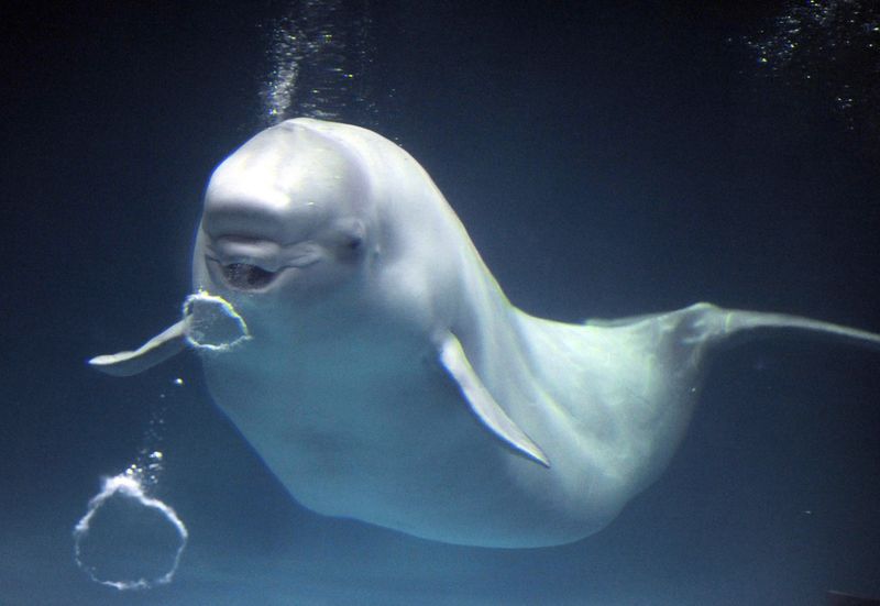 Beluga Whale