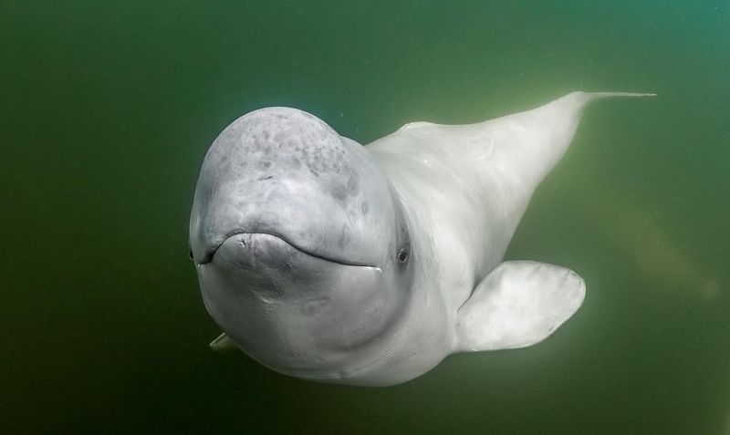 Beluga Whale