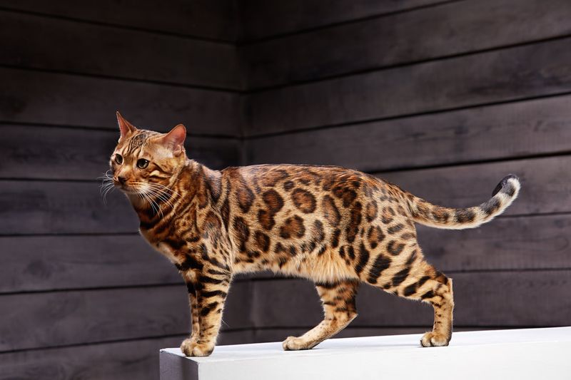 Bengal