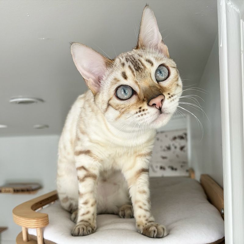 Bengal