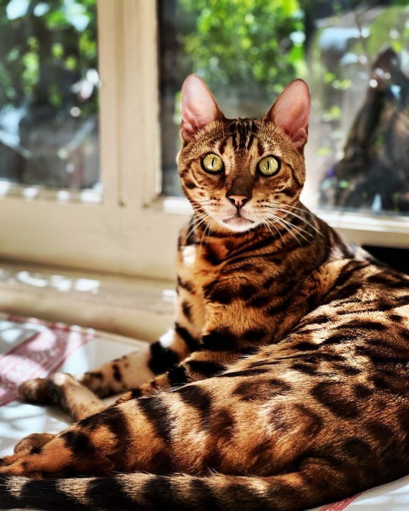 Bengal