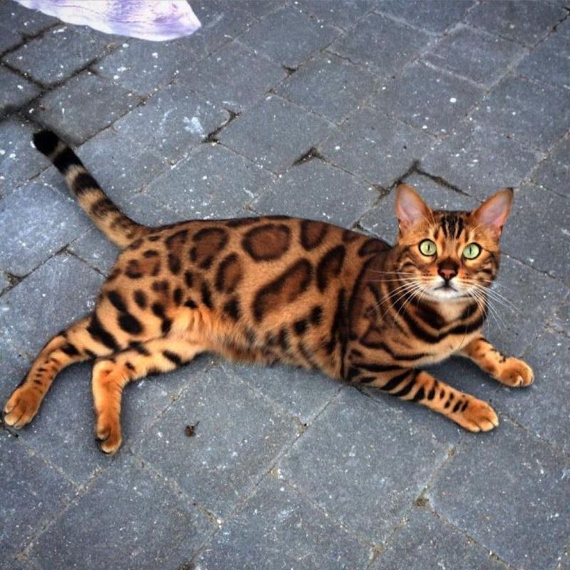 Bengal