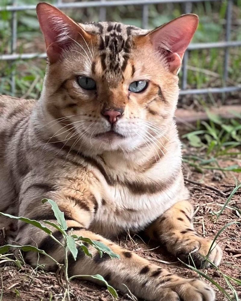 Bengal Cat