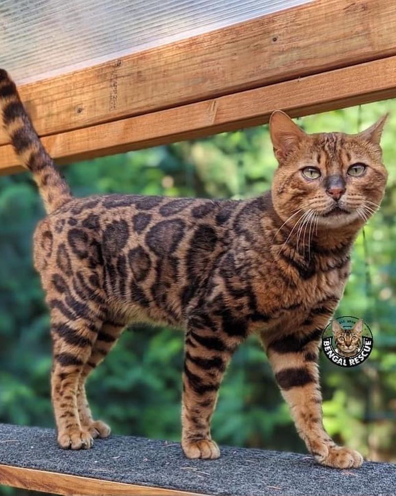 Bengal Cat