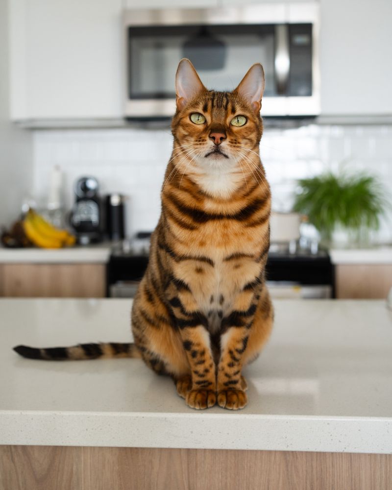 Bengal Cat