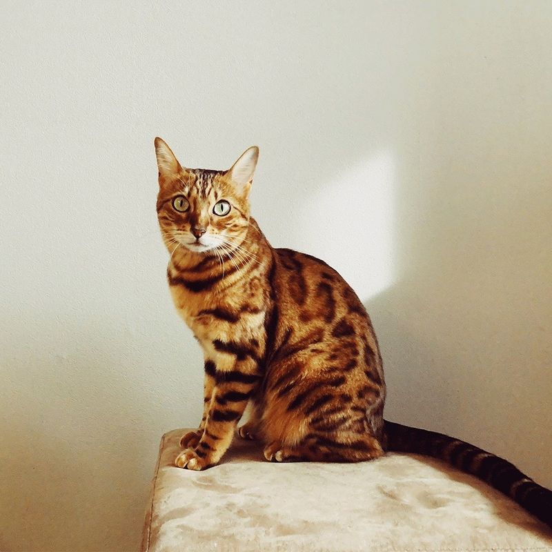 Bengal Cat