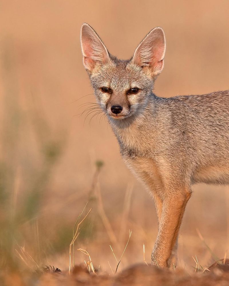 Bengal Fox