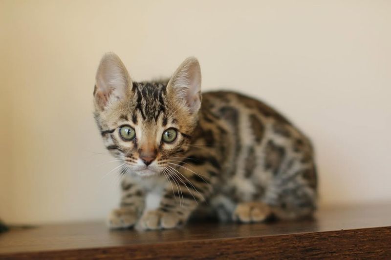 Bengal Kitten