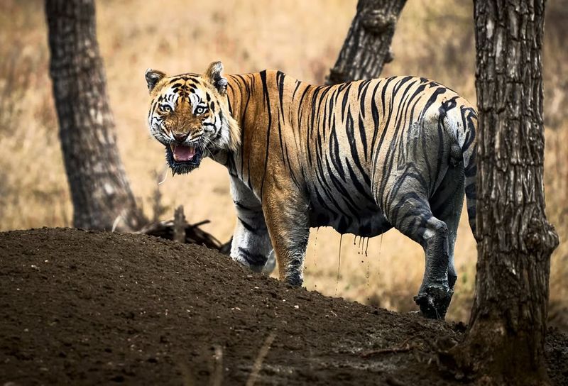 Bengal Tiger