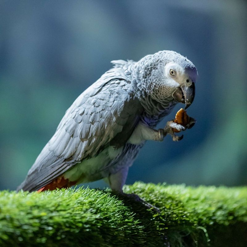 African Grey Parrot