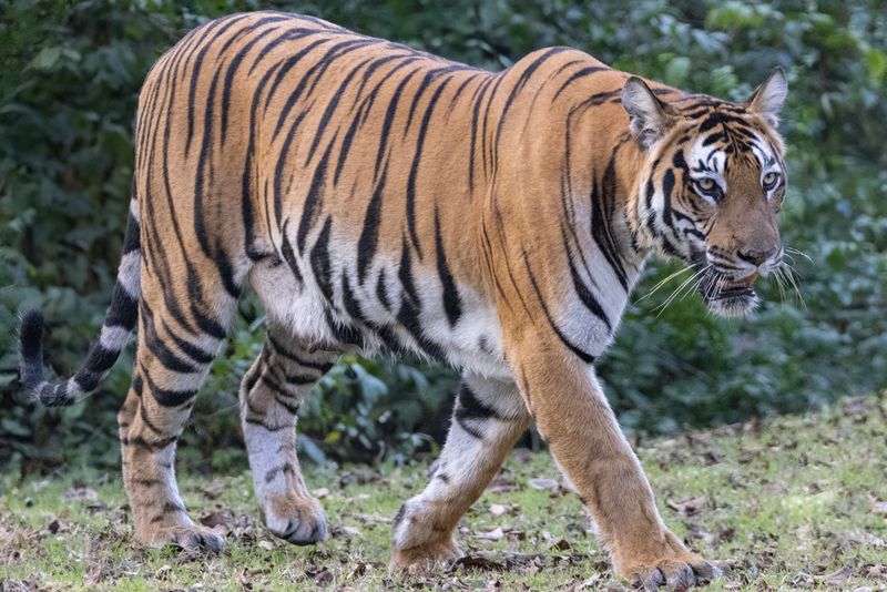 Bengal Tiger