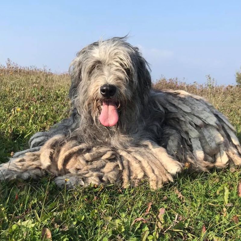 Bergamasco Sheepdog