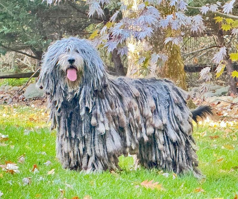 Bergamasco Sheepdog