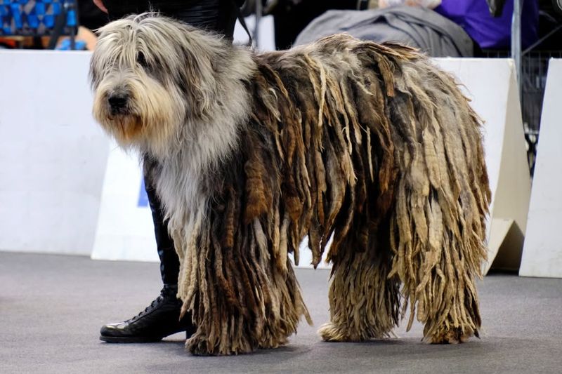 Bergamasco Sheepdog