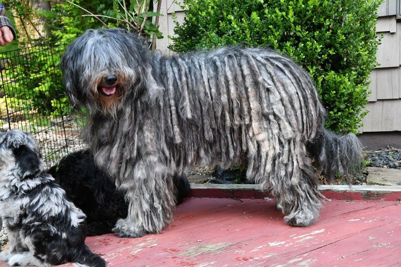 Bergamasco Sheepdog