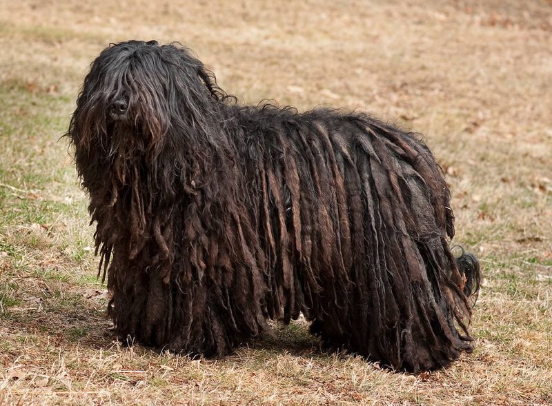 Bergamasco Shepherd