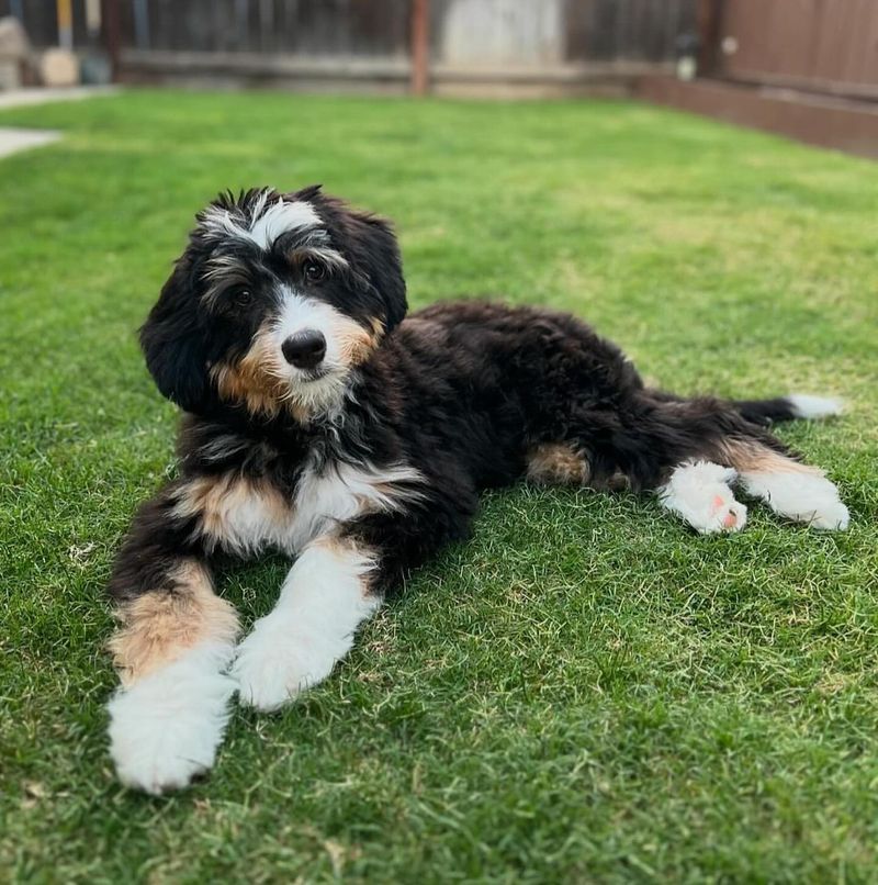 Bernedoodle