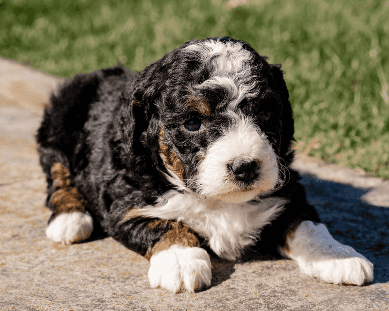 Bernedoodle