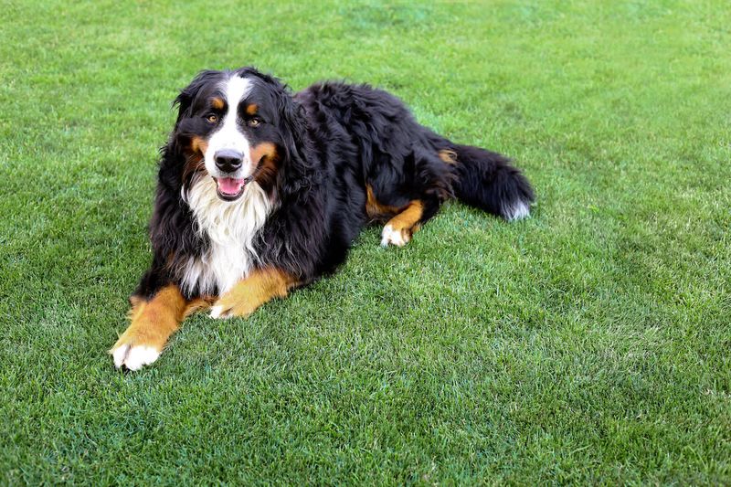 Bernese Mountain Dog