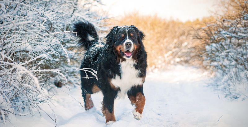 Bernese Mountain Dog