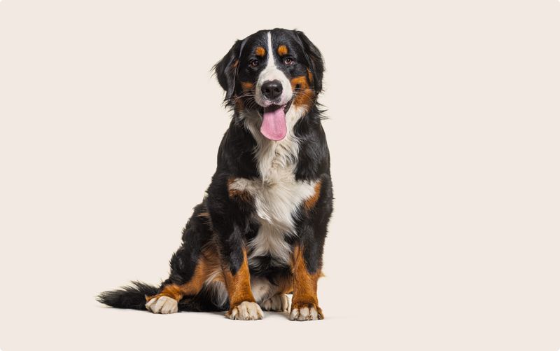 Bernese Mountain Dog