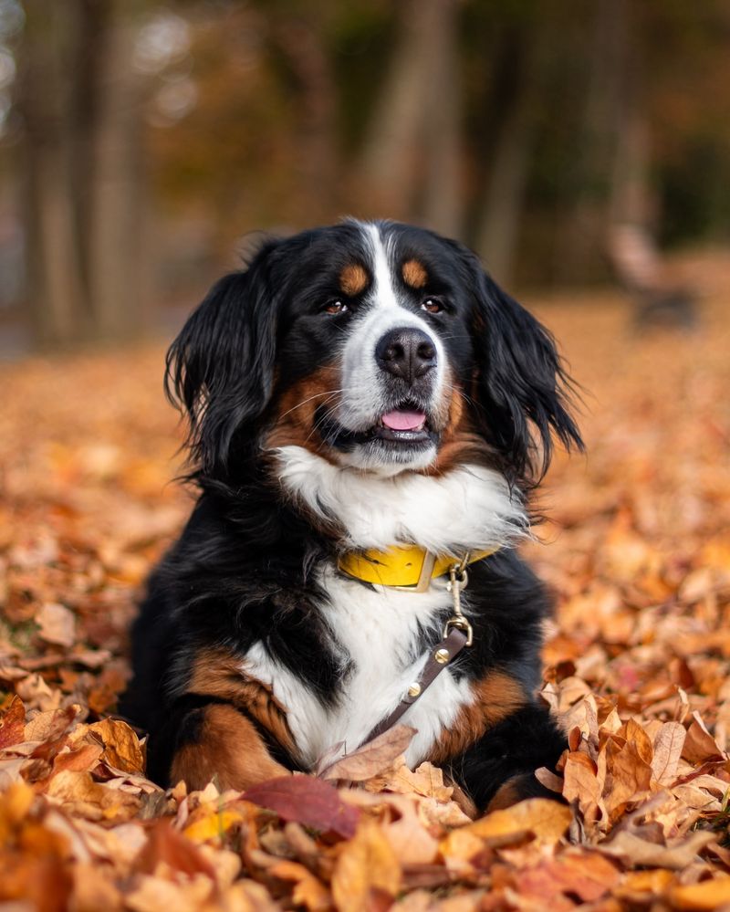 Bernese Mountain Dog