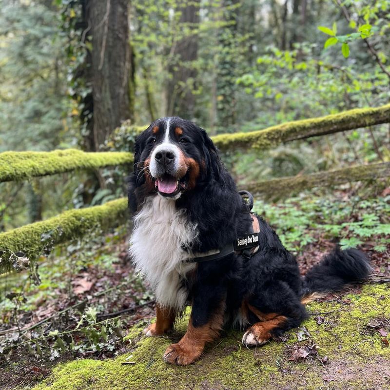 Bernese Mountain Dog